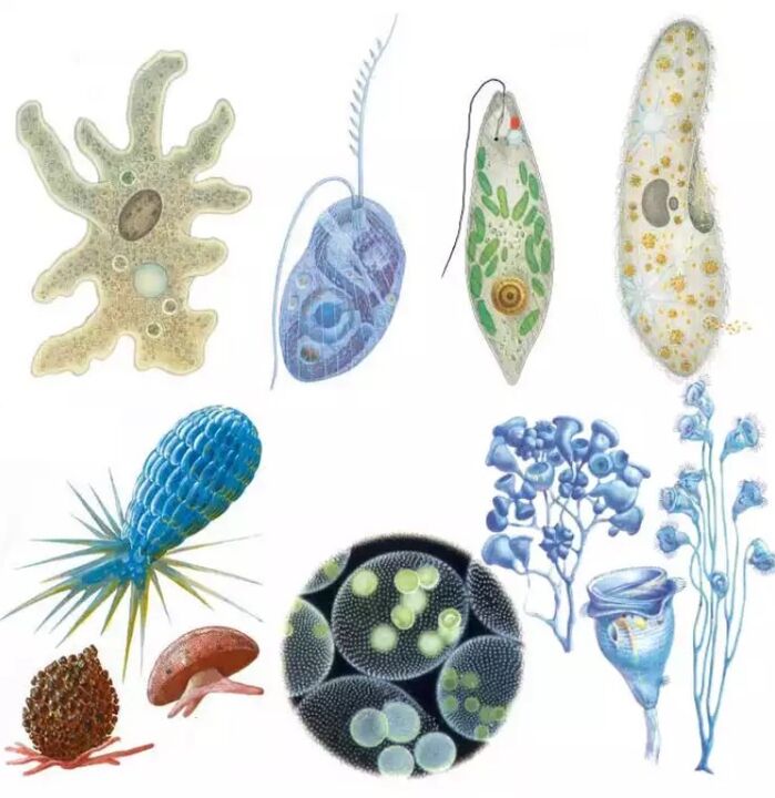 Parasites belong to the Protozoa kingdom, which has more than fifteen thousand species. 